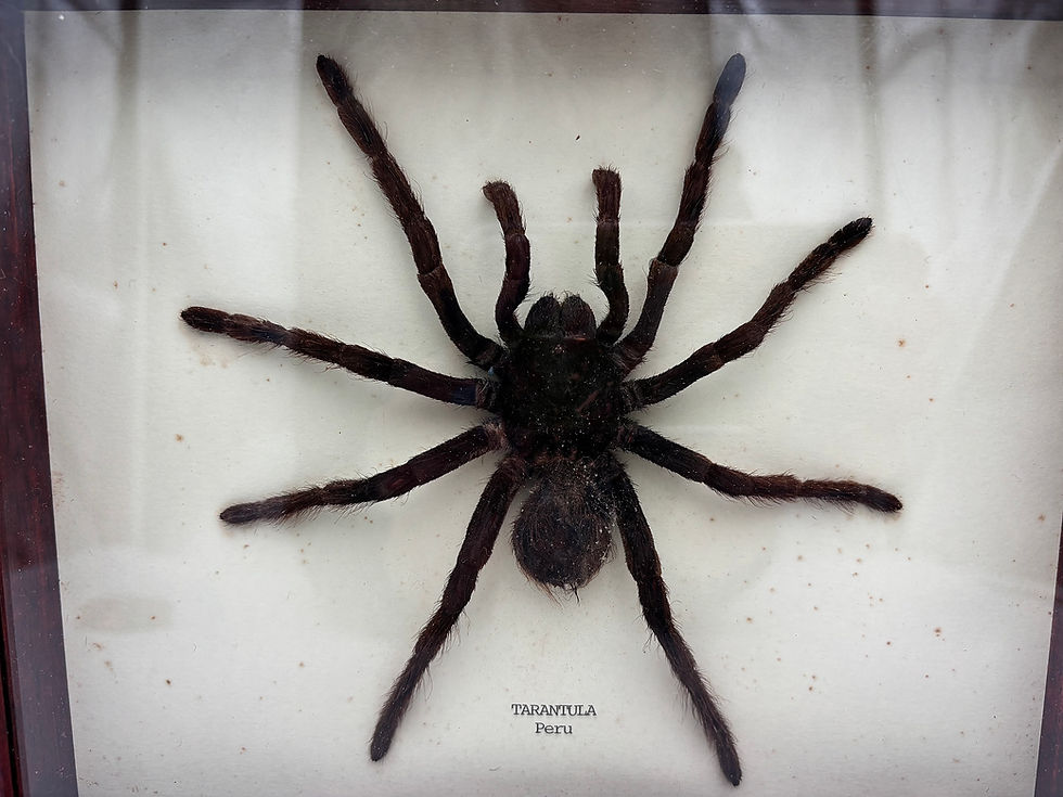 Thumbnail: Cased taxidermy specimen of a Pamphobeteus antinous, commonly known as the Peruv