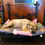 Thumbnail: Heavy Wrought Iron and Cast Metal Footed Dog Bed,