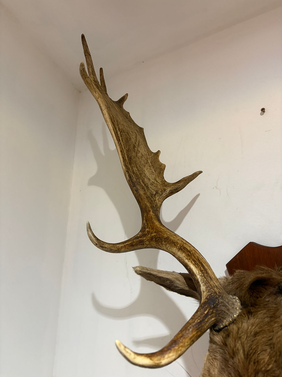 Thumbnail: Antique Taxidermy 16 Point Fallow Deer Stag Head Mounted on an Oak Shield Mount 