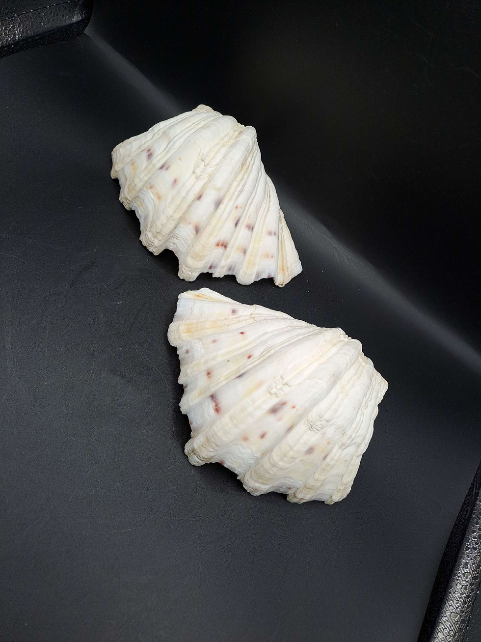 Thumbnail: Shells: Pair/ Full Clam Shell (Tridacna Gigas)