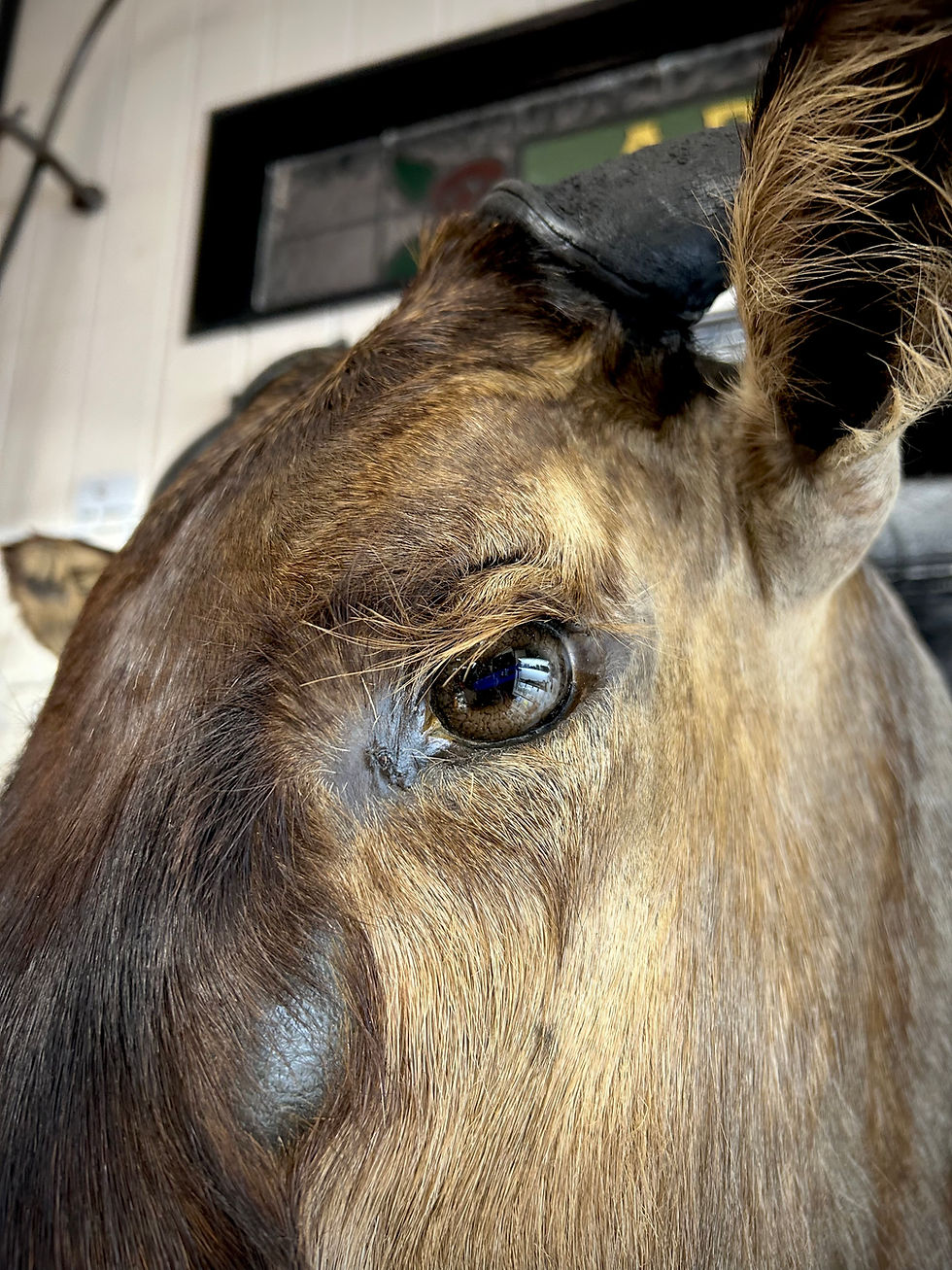 Thumbnail: Taxidermy African Blue Wildebeest Shoulder Mount 