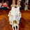 Thumbnail: Scottish Roe Deer Skull Taxidermy 