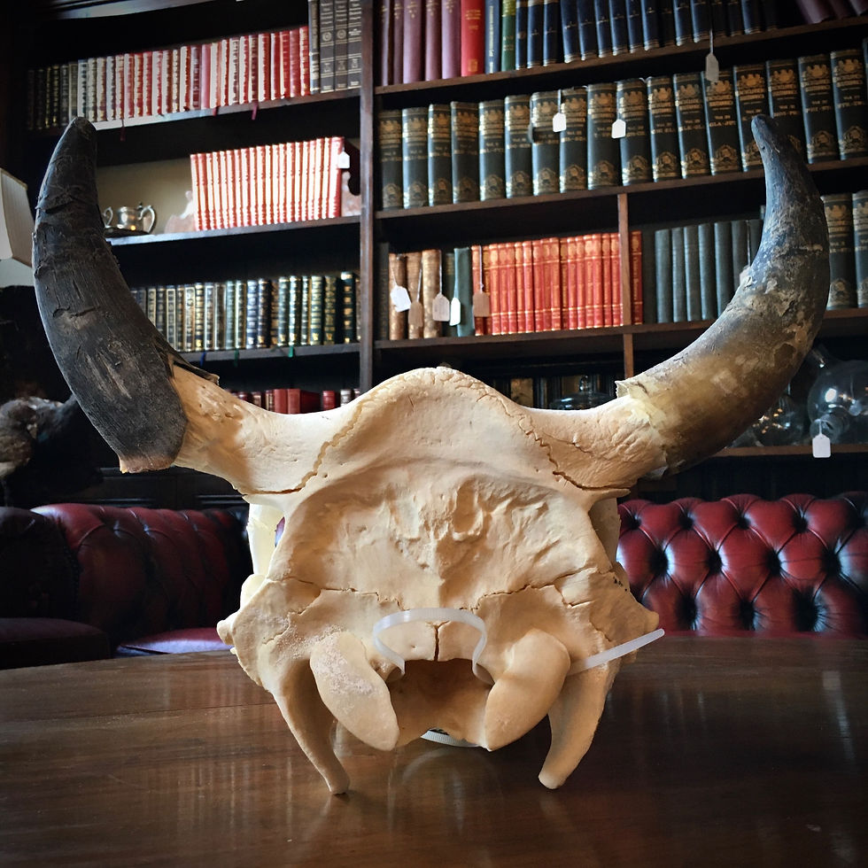 Thumbnail: Bovine Skull