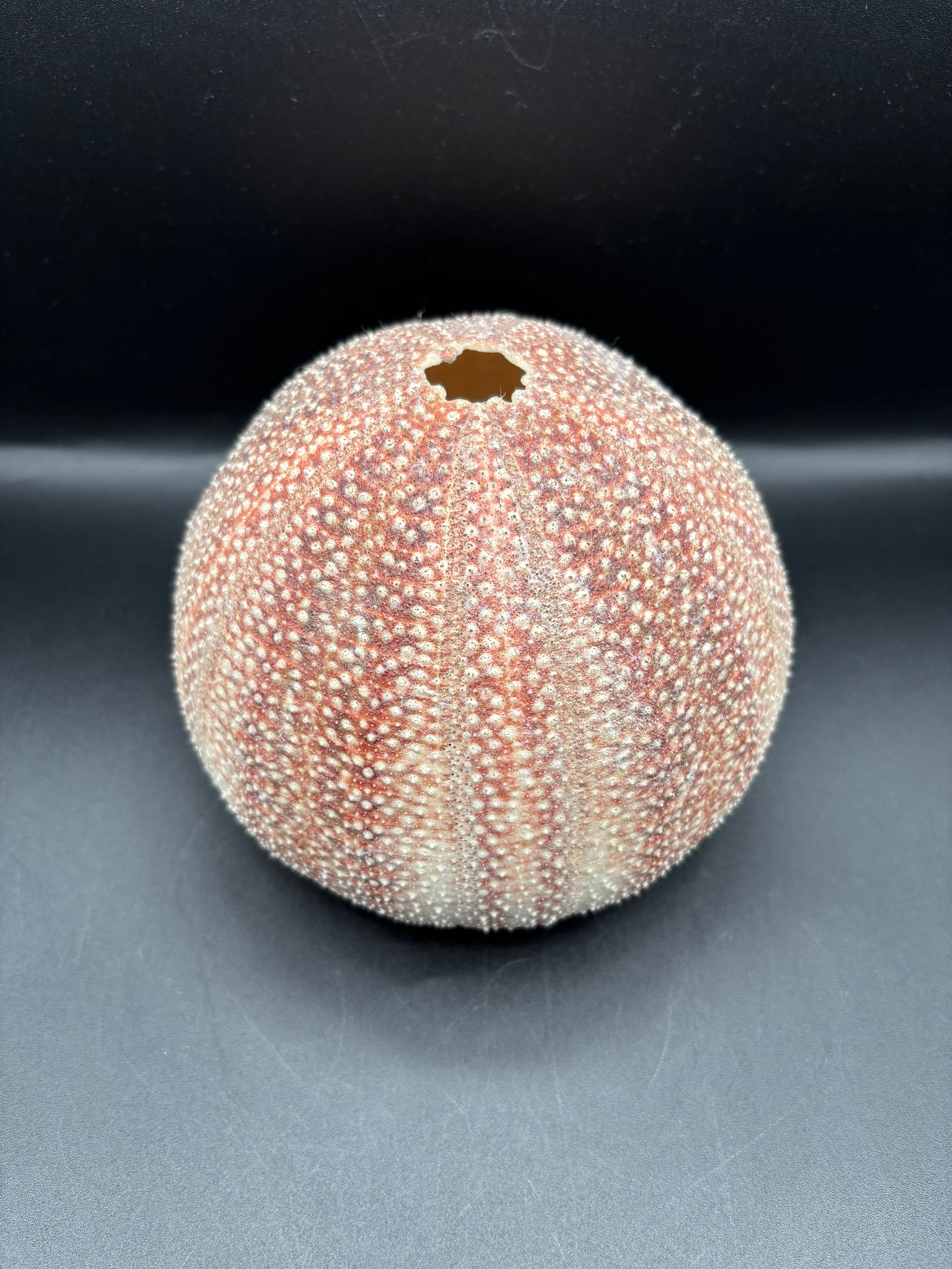 Sea Shell : Extra Large Sea Urchin