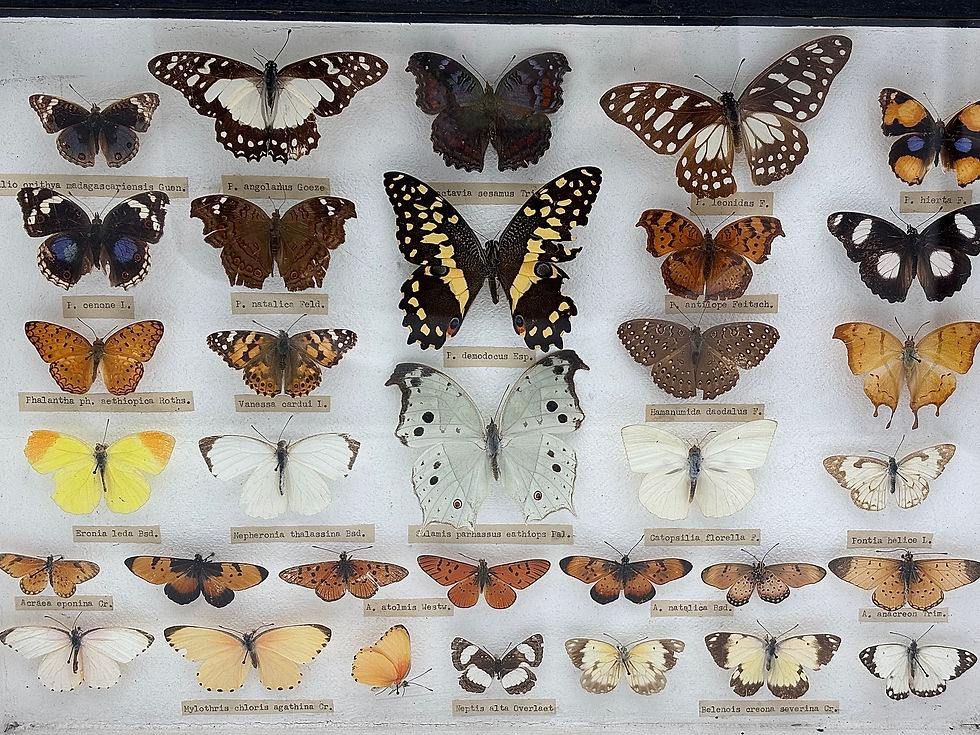 Thumbnail: Taxidermy Framed Insects : Cased Collection of 34 British Butterflies all Named 