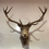 Thumbnail: Large Red Deer Mounted Stag Head Ten Point Mounted on Wooden Shield.
