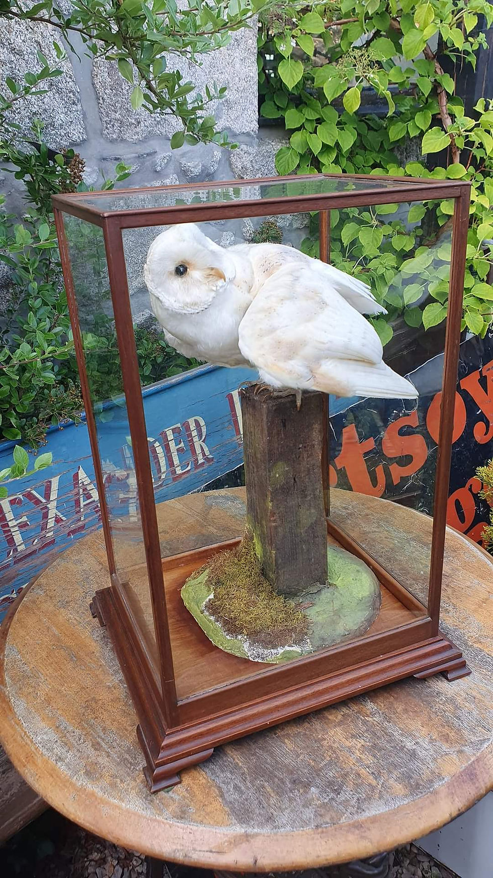 Thumbnail: Taxidermy European Barn Owl in Case
