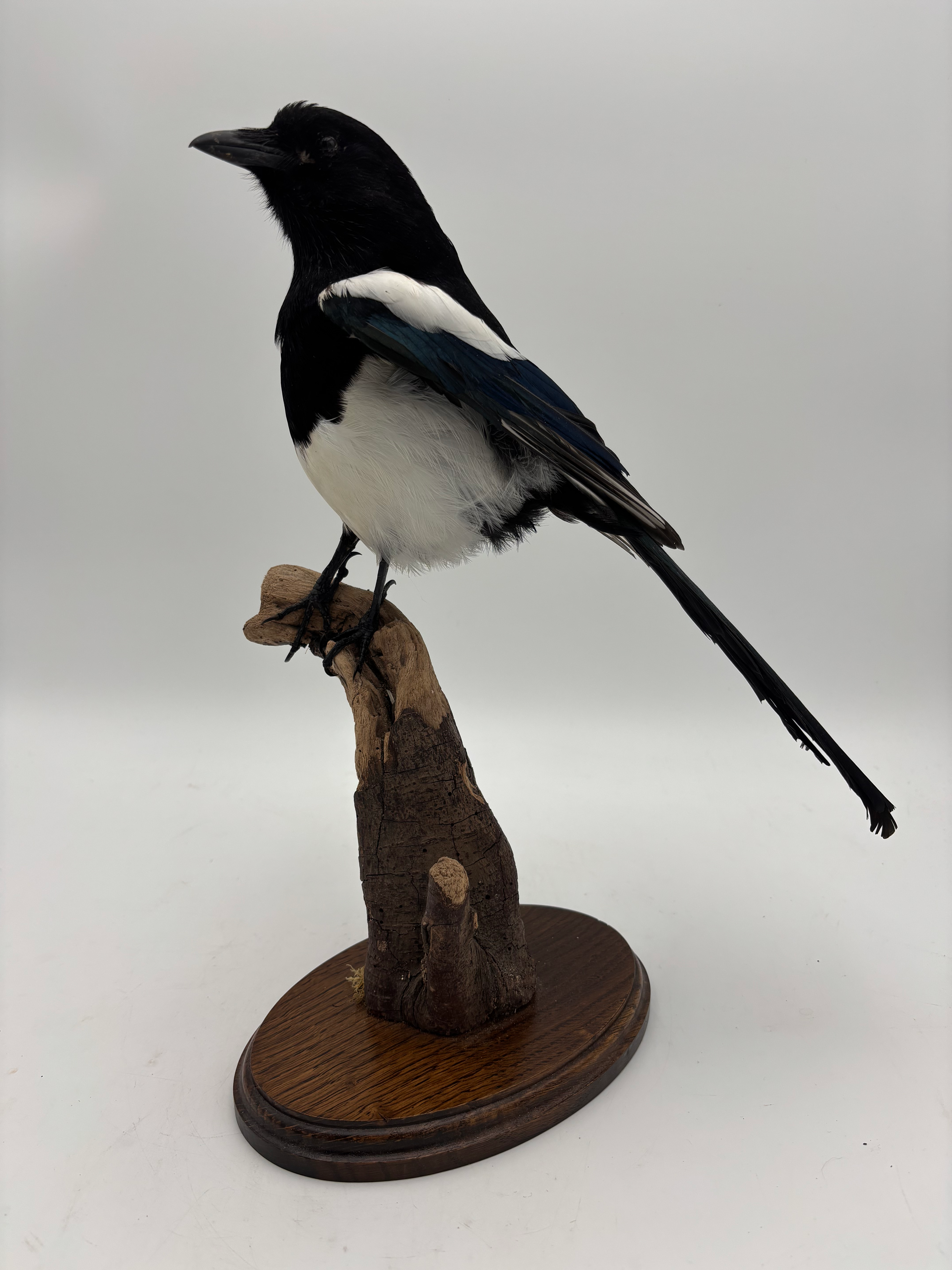 Taxidermy Magpie on Branch