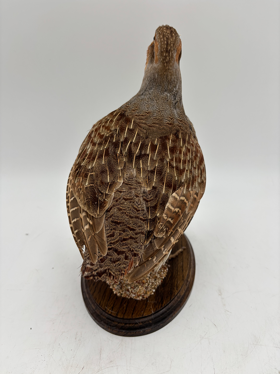 Thumbnail: Taxidermy Partridge. Some age related damage. Has been treated 