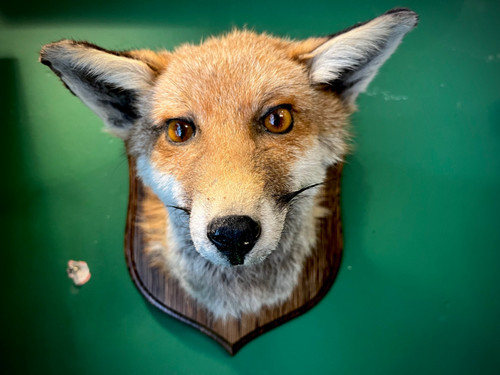 Taxidermy Mounted Fox Head | Strichen Antiques