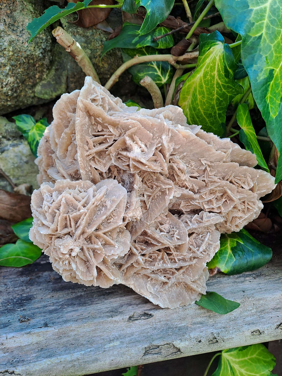 Thumbnail: Very Large Desert Rose Cluster