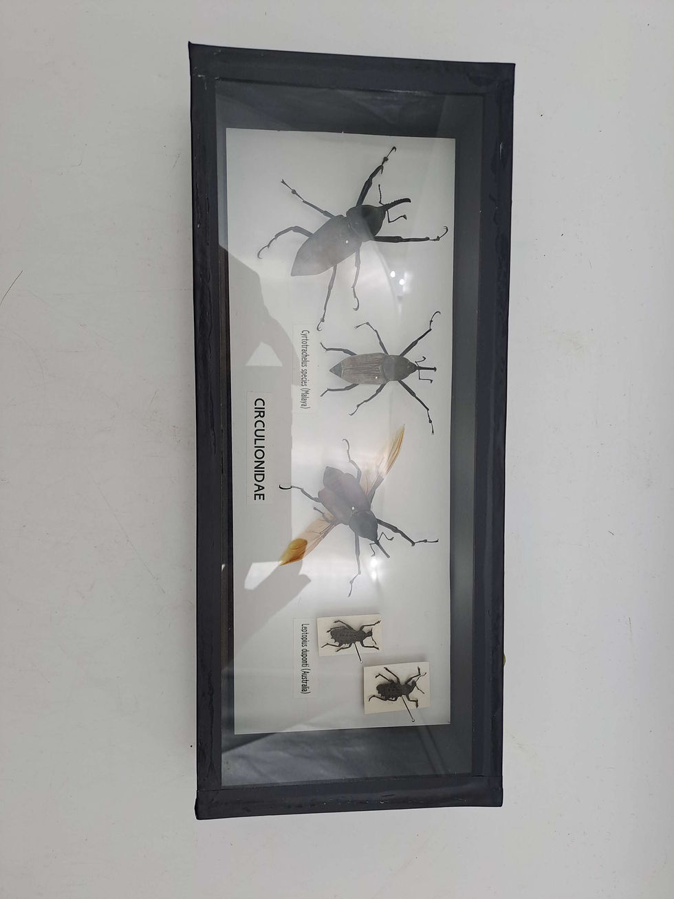 Thumbnail: Taxidermy Framed Insects: Weevil Collection