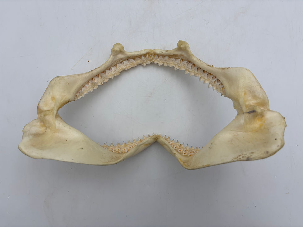 Thumbnail: Genuine Shark Jaw Specimen – Bull Shark (Carcharhinus leucas)