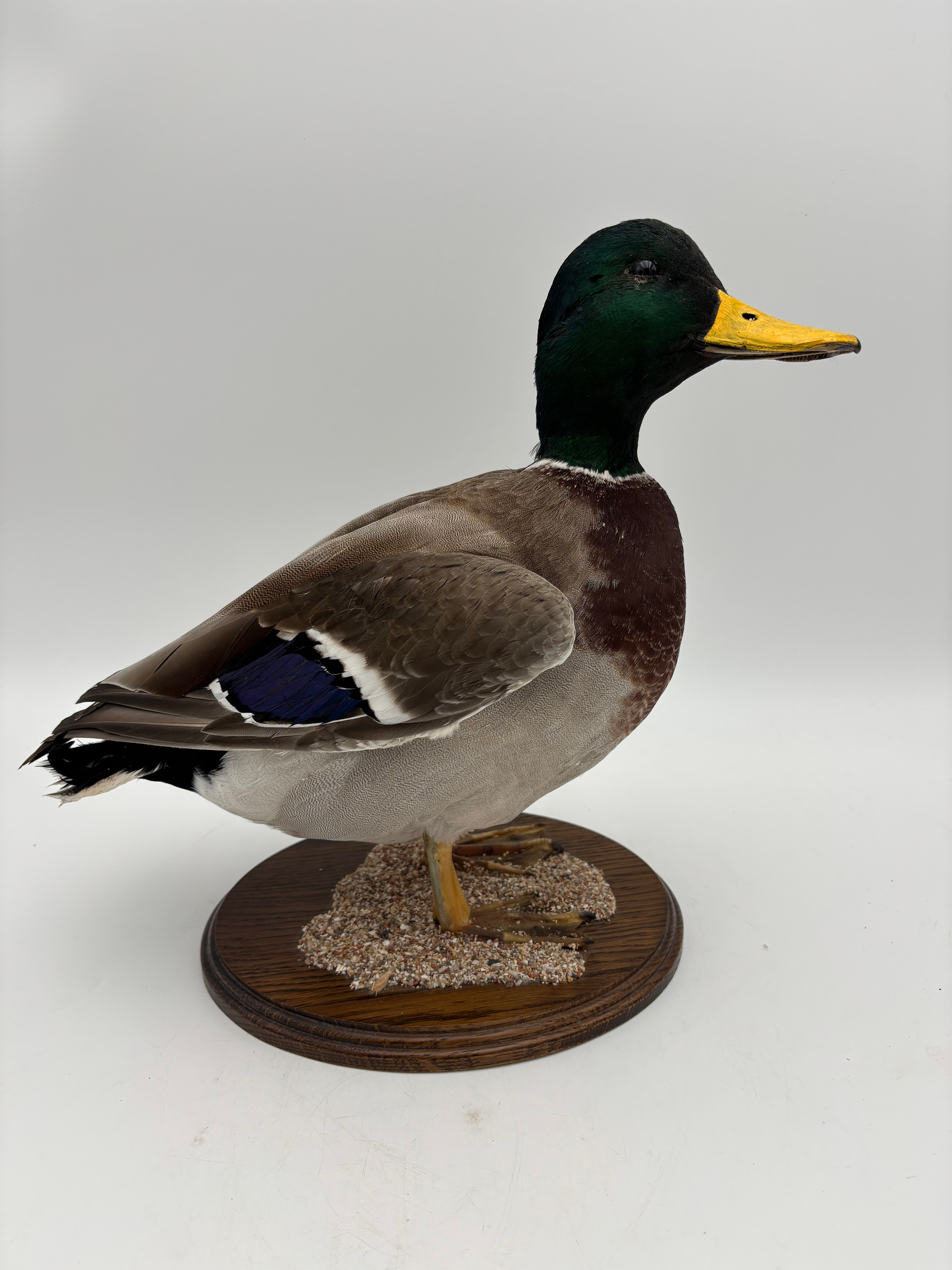 Taxidermy Male Mallard Drake (Duck) on oval wooden mount 