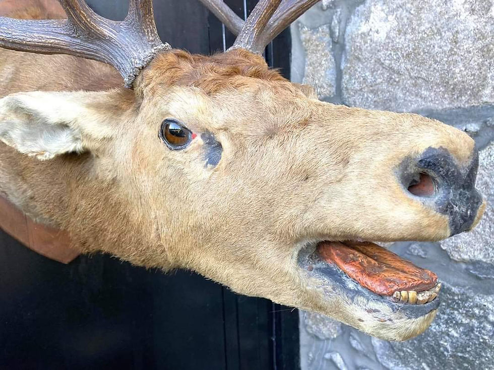 Thumbnail: ON SALE Mounted Large Taxidermy Red Deer Stag