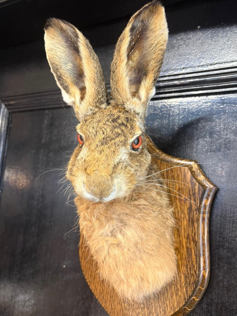 Thumbnail: Antique Taxidermy Fox Head Attached to an Oak Shield Mount