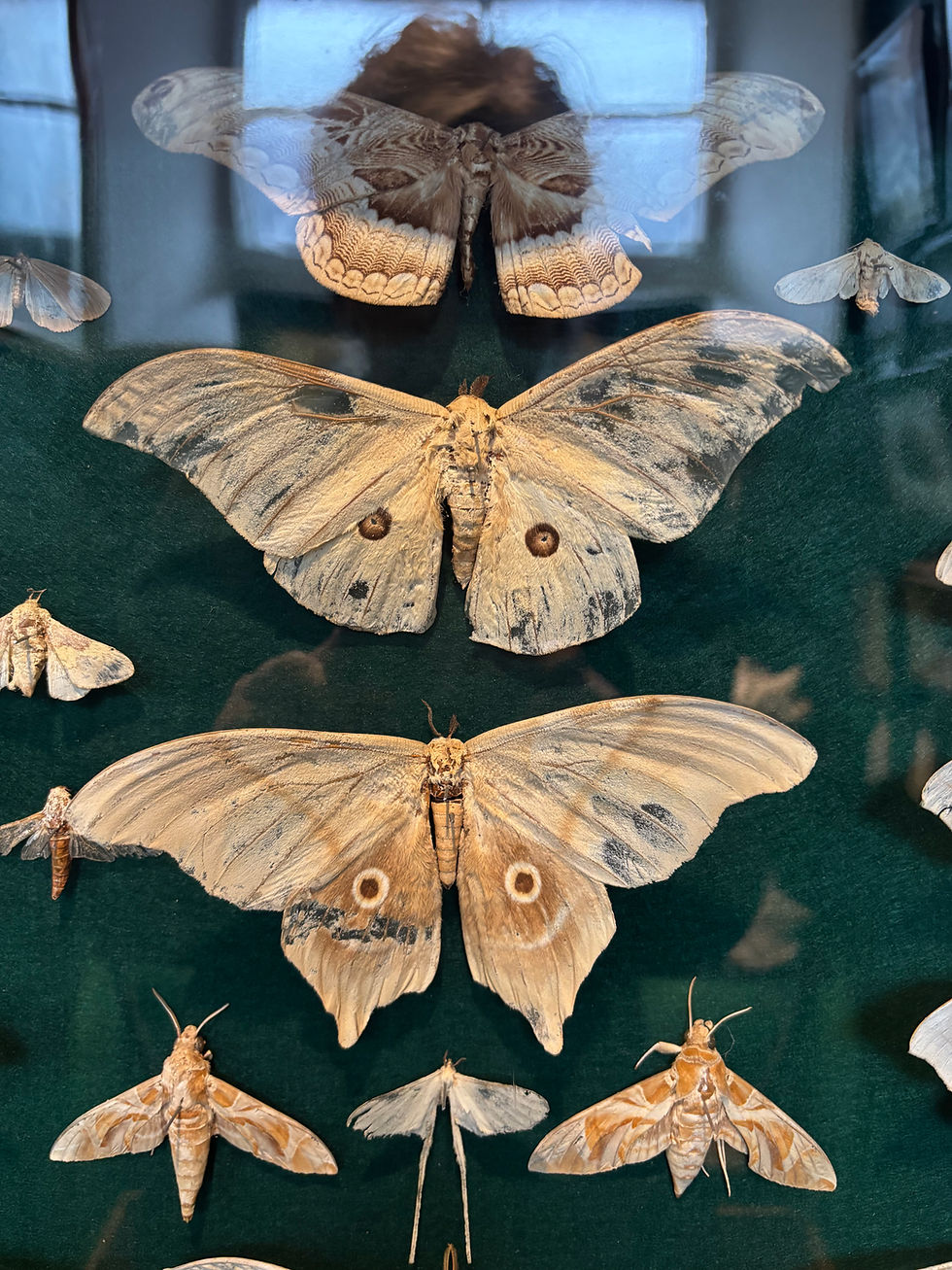 Thumbnail: Taxidermy Framed Insects: Large Vintage collection of Saturniidae moths, also kn