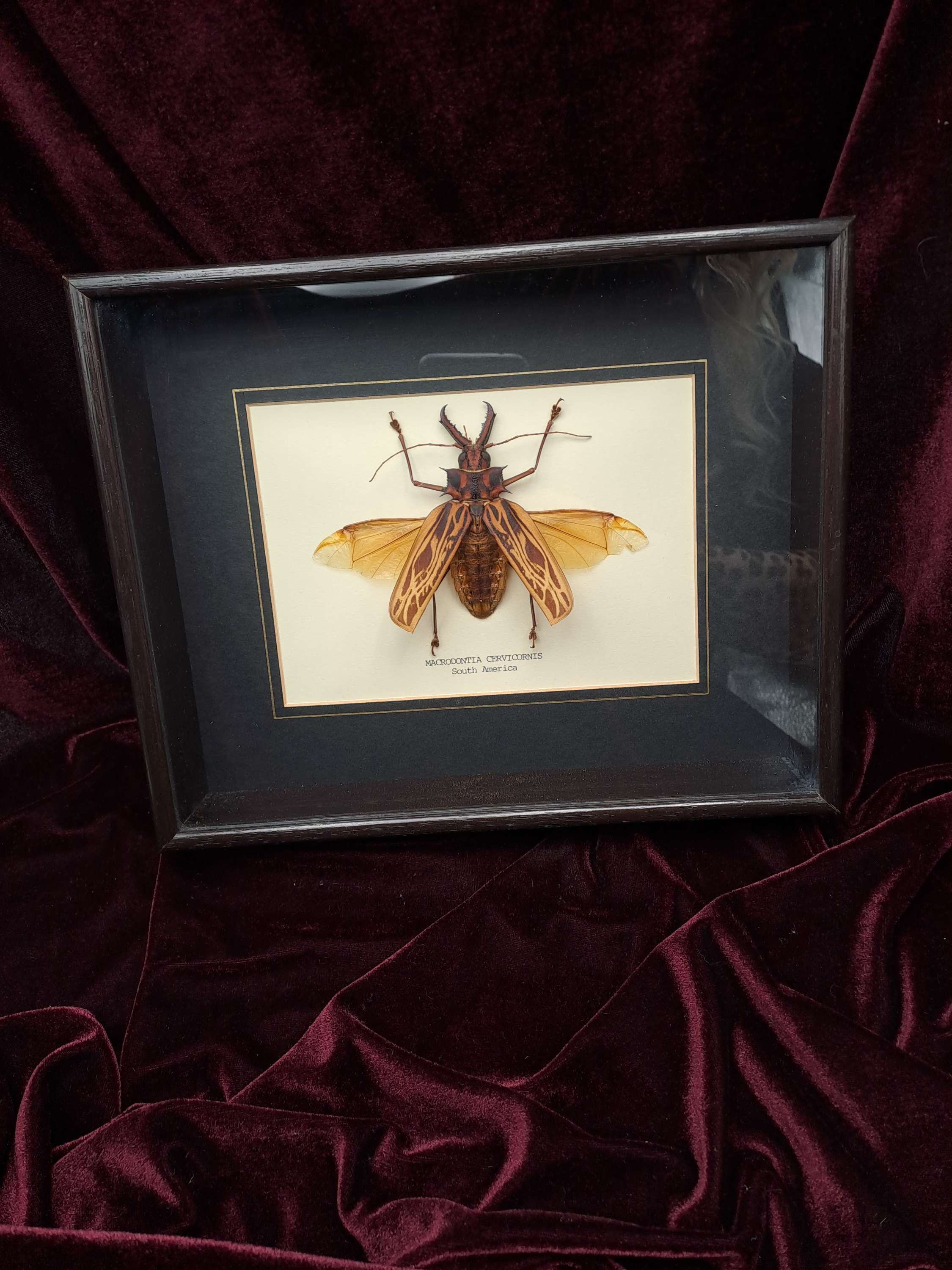 Taxidermy Framed Insects: Sabertooth Longhorn Beetle (Macrodontia Cervicornis)