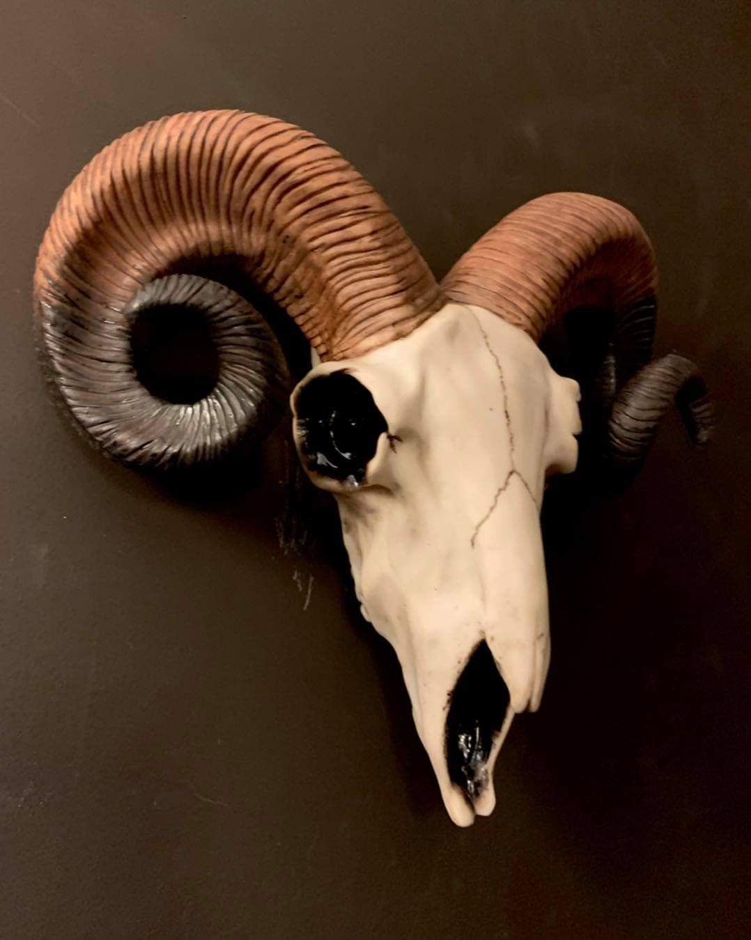 Rams skull. Made from resin Halloween