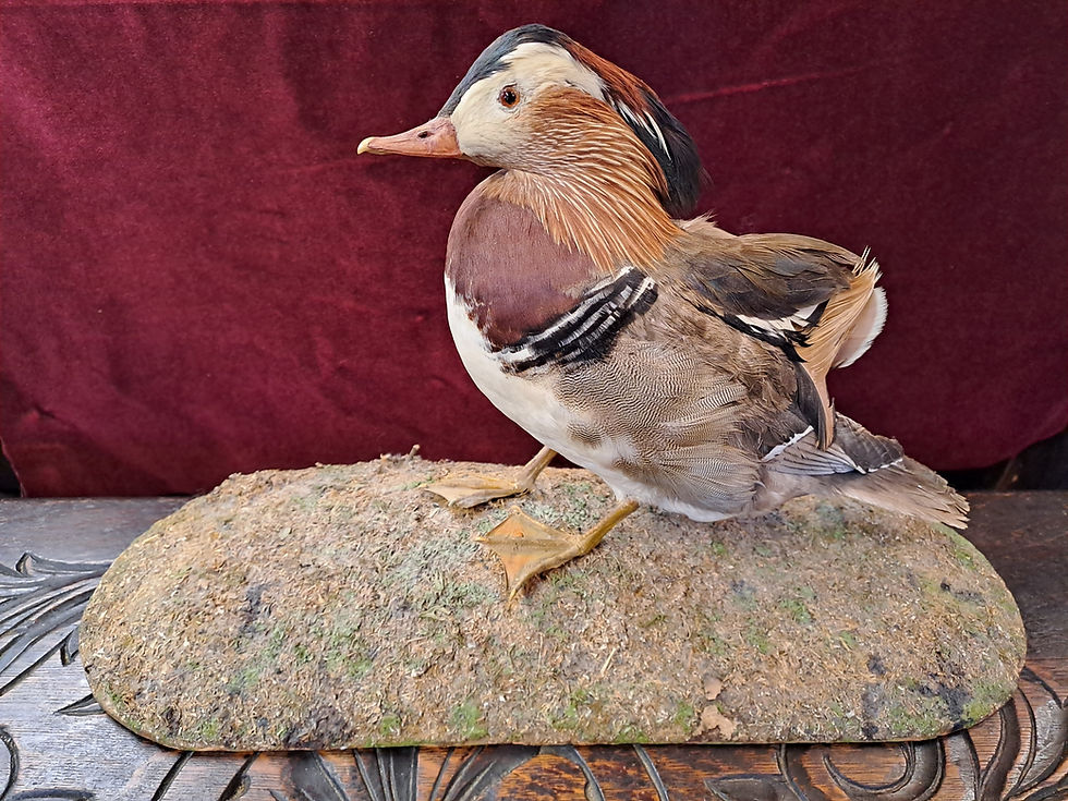 Thumbnail: Taxidermy Mandarin Duck on Mossy Mount