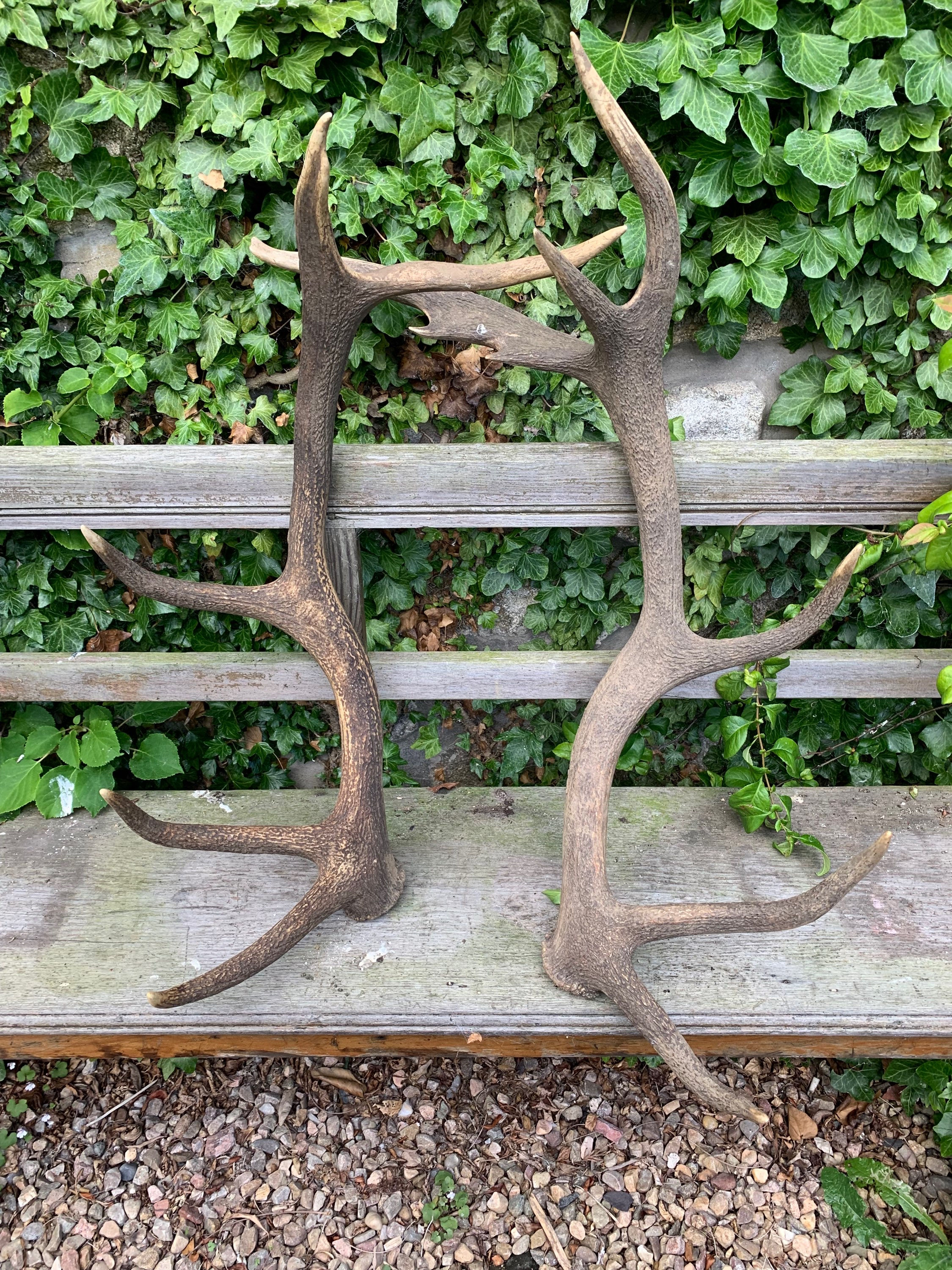 Large Red Stag Antlers