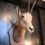 Thumbnail: Antique Mounted Taxidermy Ibex