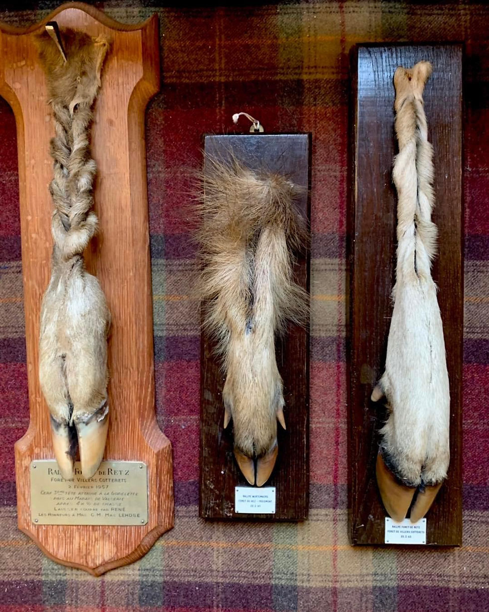 Thumbnail: Vintage French Hunting Trophy