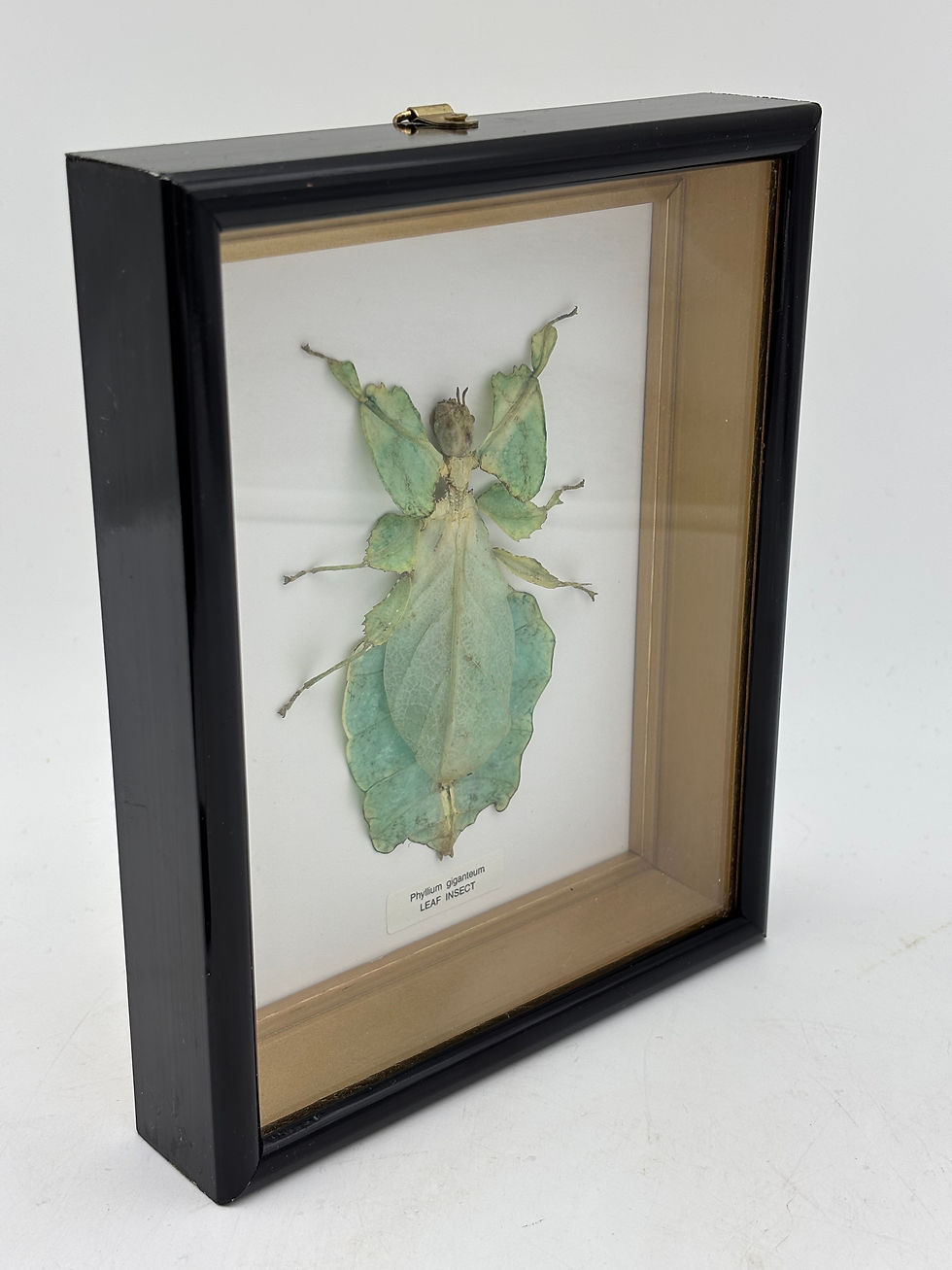 Thumbnail: Taxidermy Framed Insect : Cased  Leaf Insect (Phyllium tobeloense) 