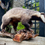 Thumbnail: Vintage Taxidermy European Badger On Natural Wood Mount 