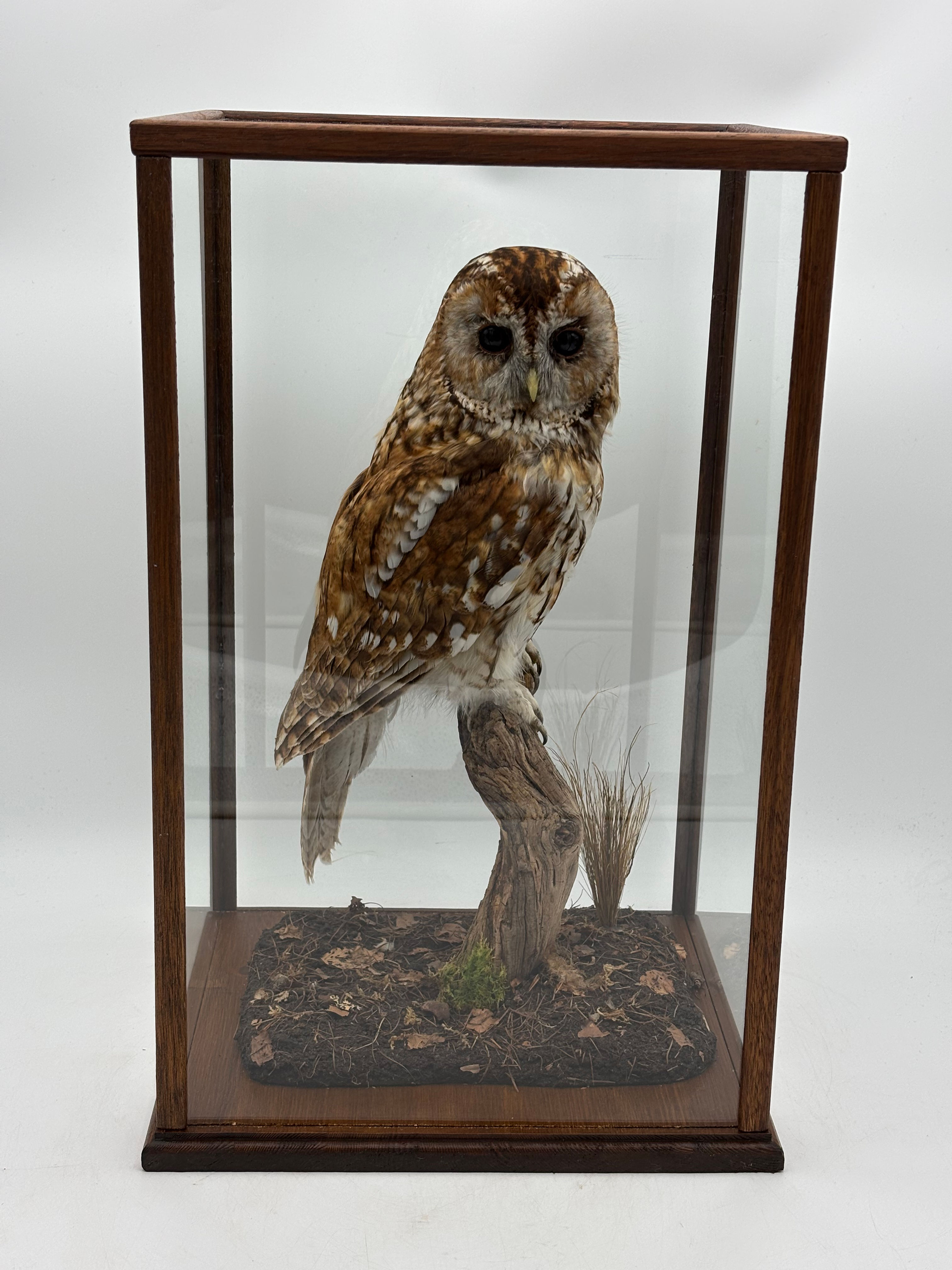 Cased Taxidermy tawny owl (Strix aluco)