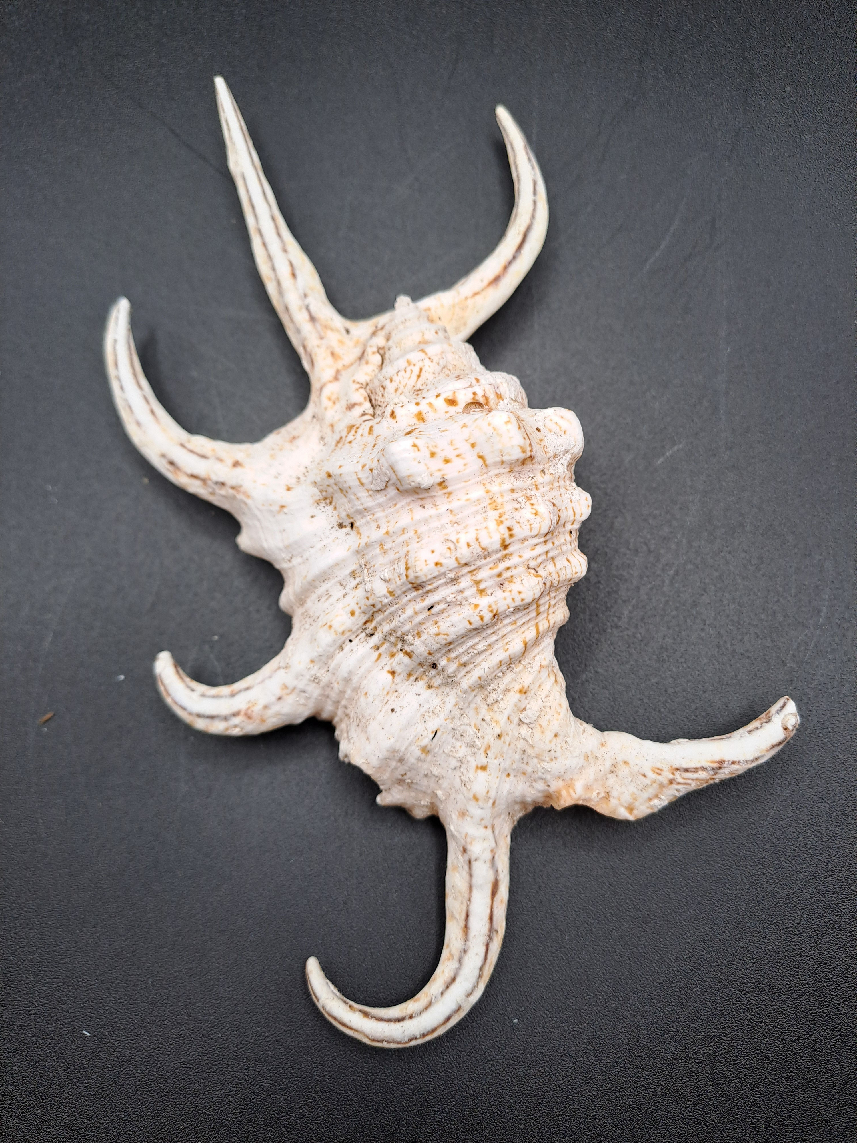 Shells: Spider Conch (Lambis Crocata)