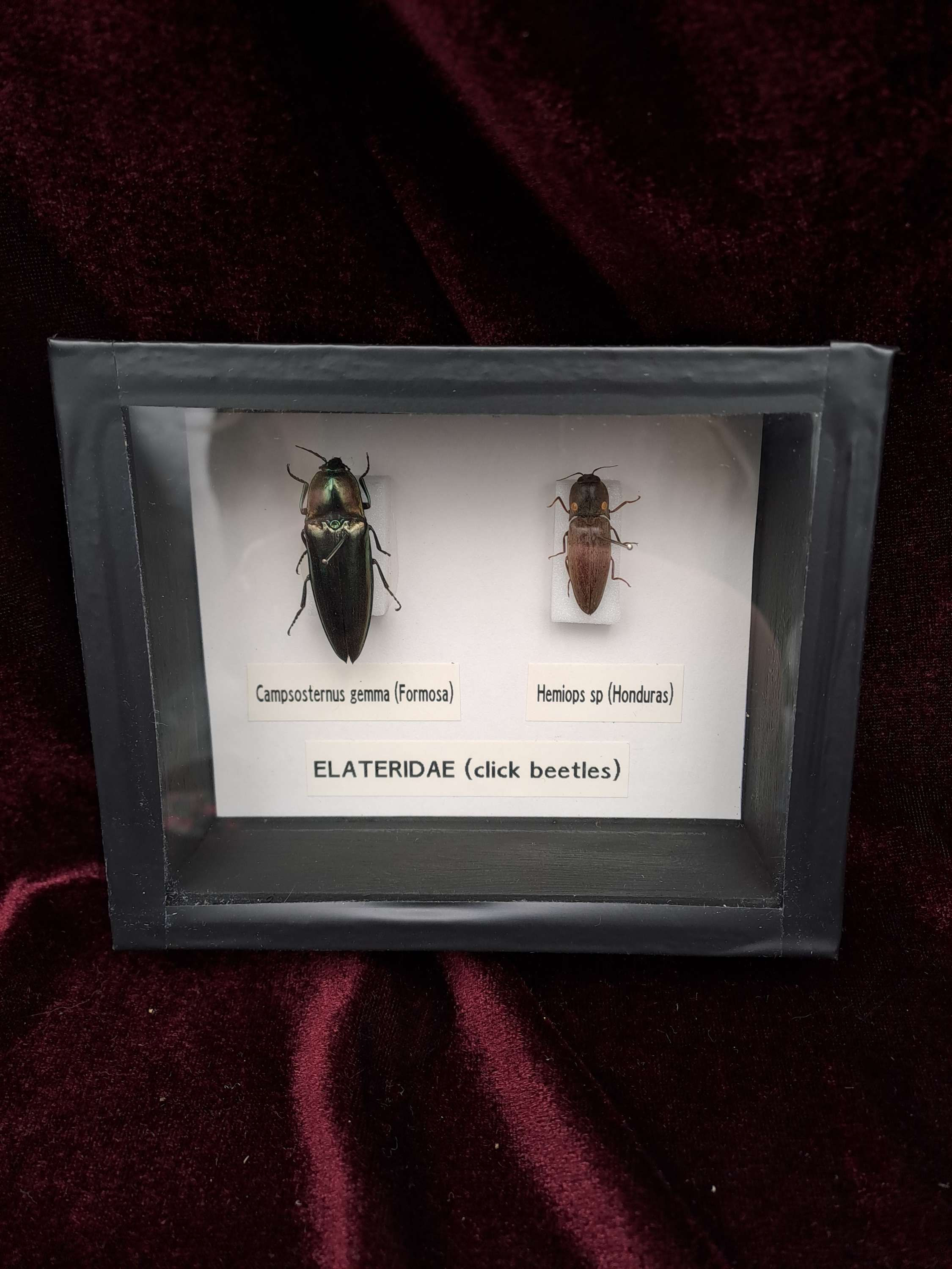 Taxidermy Framed Insects: Pair of Click Beetles