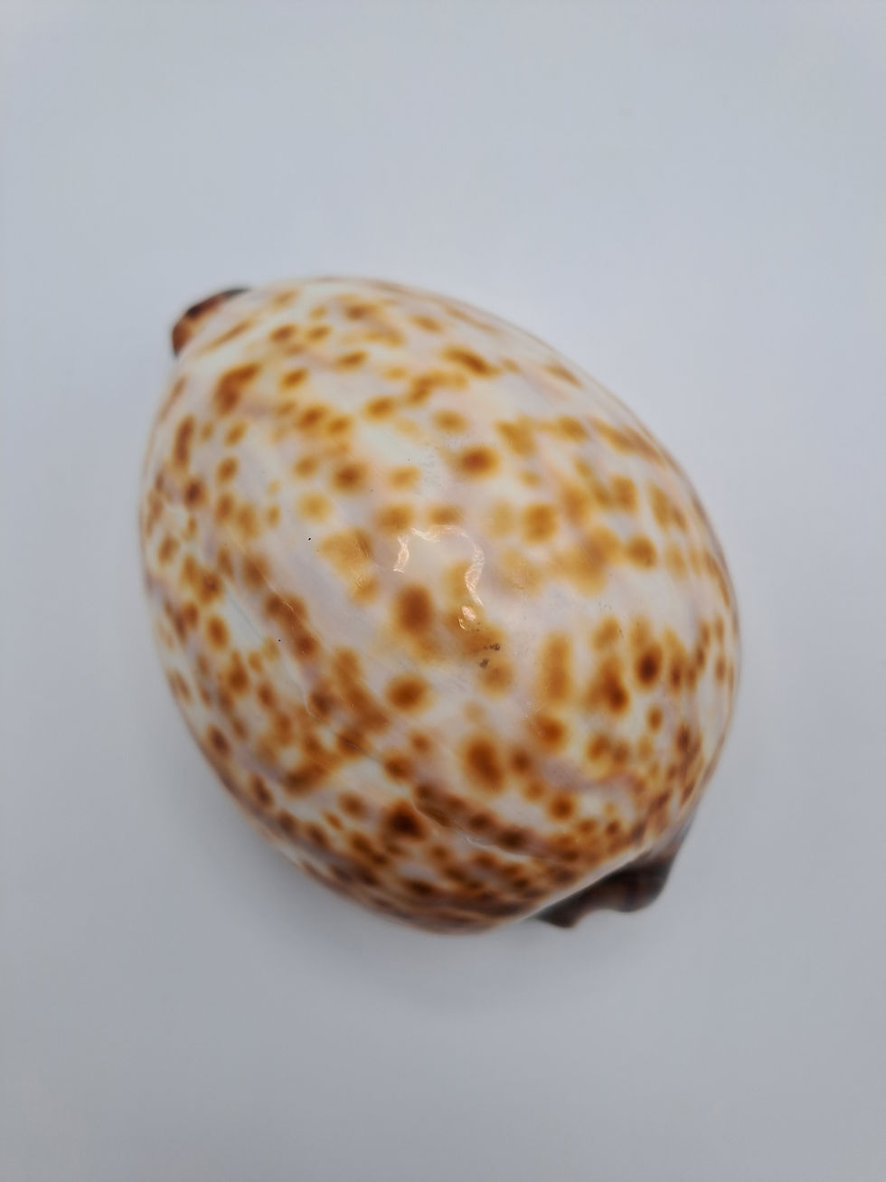 Thumbnail: Shells: Tiger Cowrie (Cypraea Tigris)