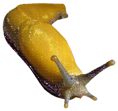 Banana Slug