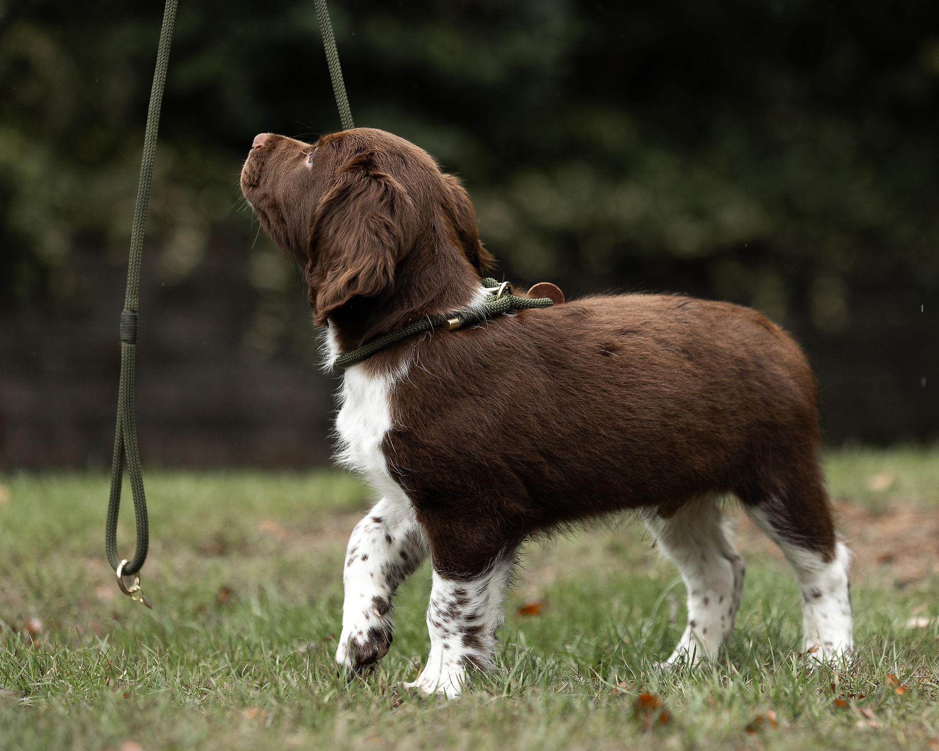 liver and white springer spaniel puppy working dog slip lead