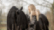 Equine Portrait Photoshoot-1.jpg