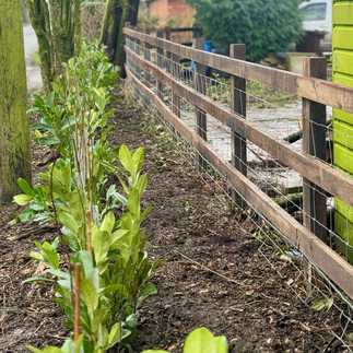 Post and rail fencing with new hedge boundary at a country home staffordshire