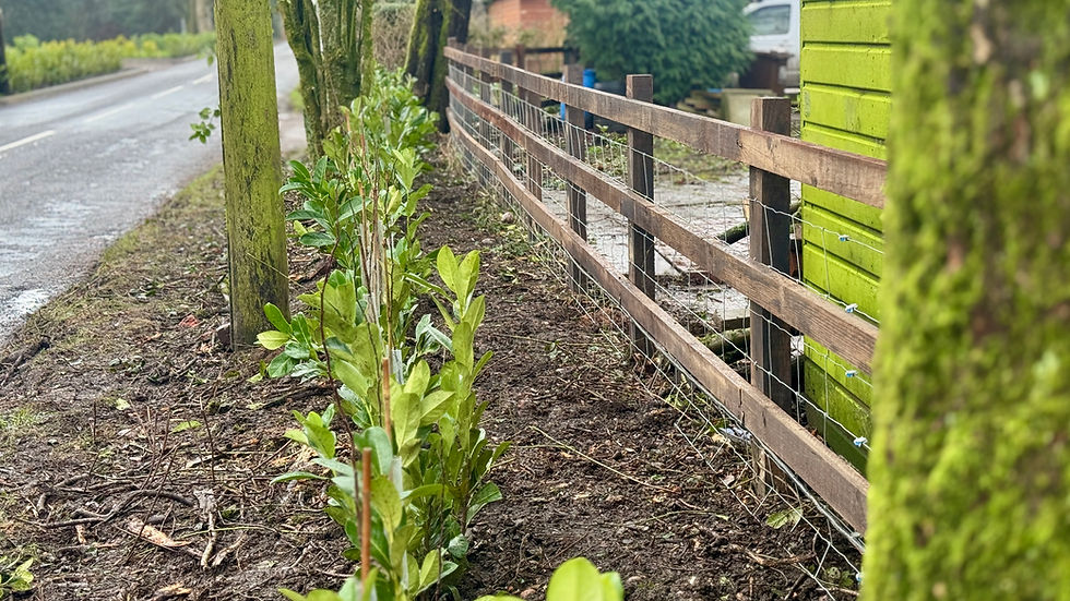 Post and rail fencing and hedge planting installed at a country home in staffordshire