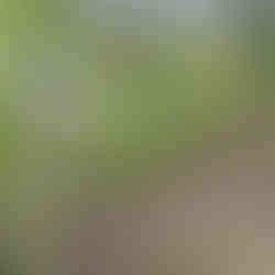 Completed post and rail fencing and hedge planting at Staffordshire country home