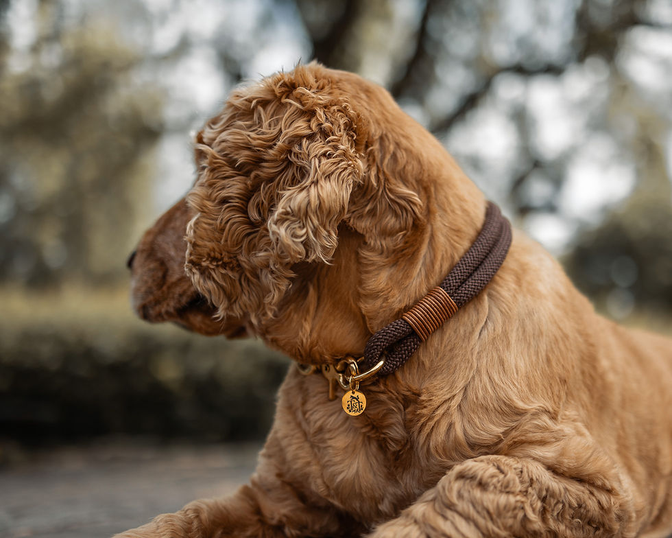 Rope Dog Collar.jpg