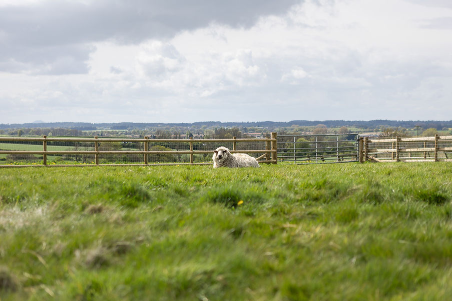 Equestrian fencing installed at a rural property in staffordshire