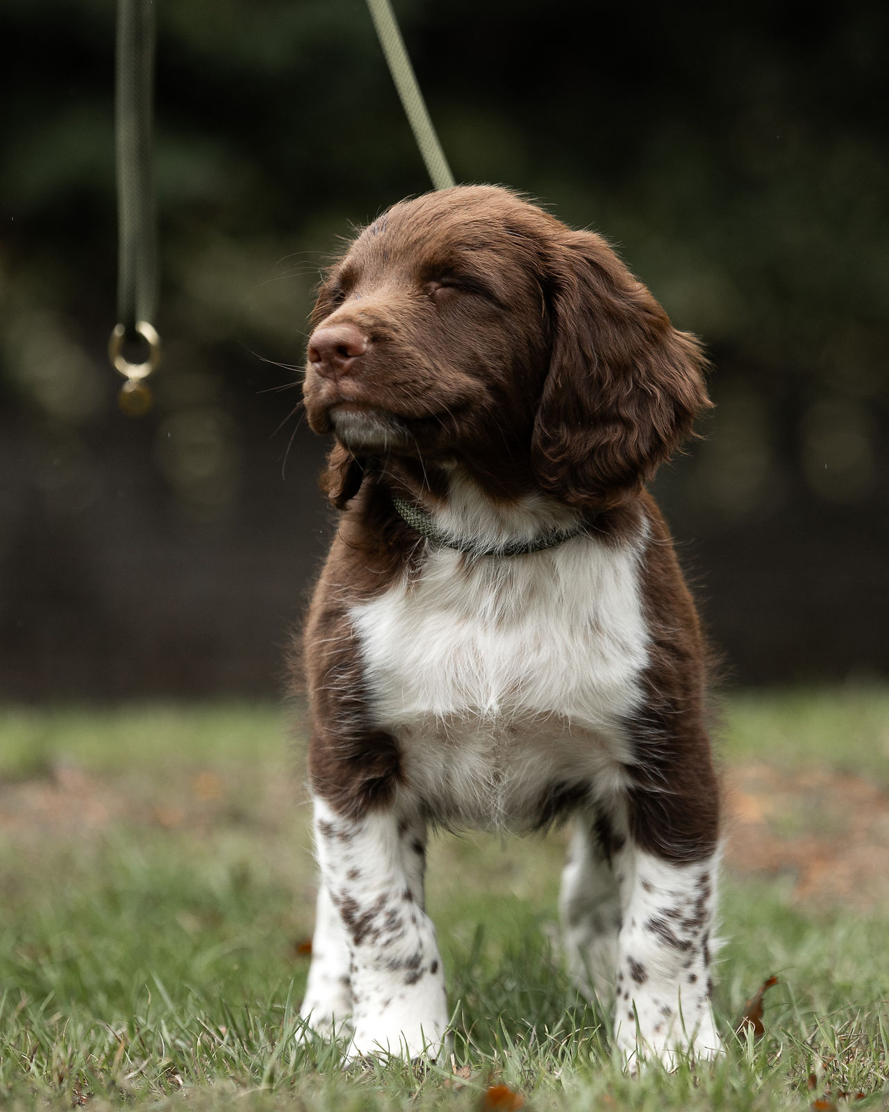Happy springer spaniel puppy 
