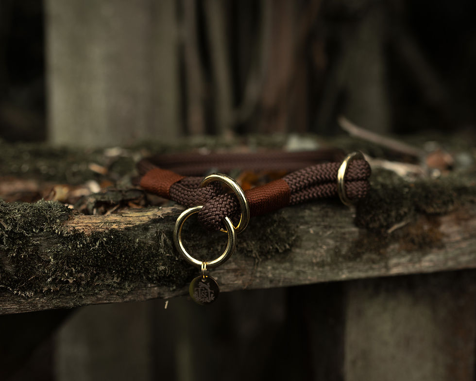 chocolate brown slip dog collar with solid brass hardware