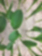 growing plant.JPG