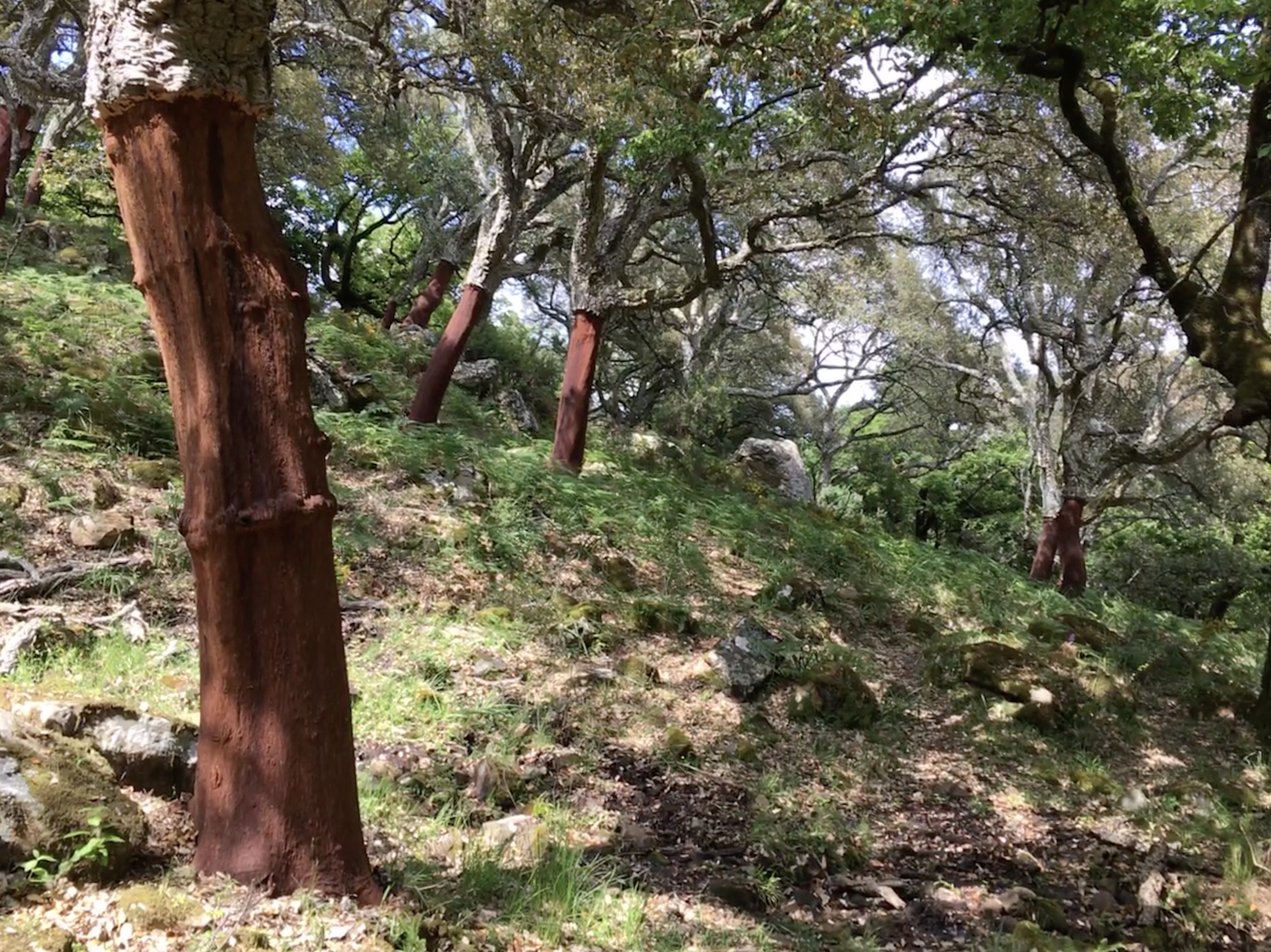 Cork oaks