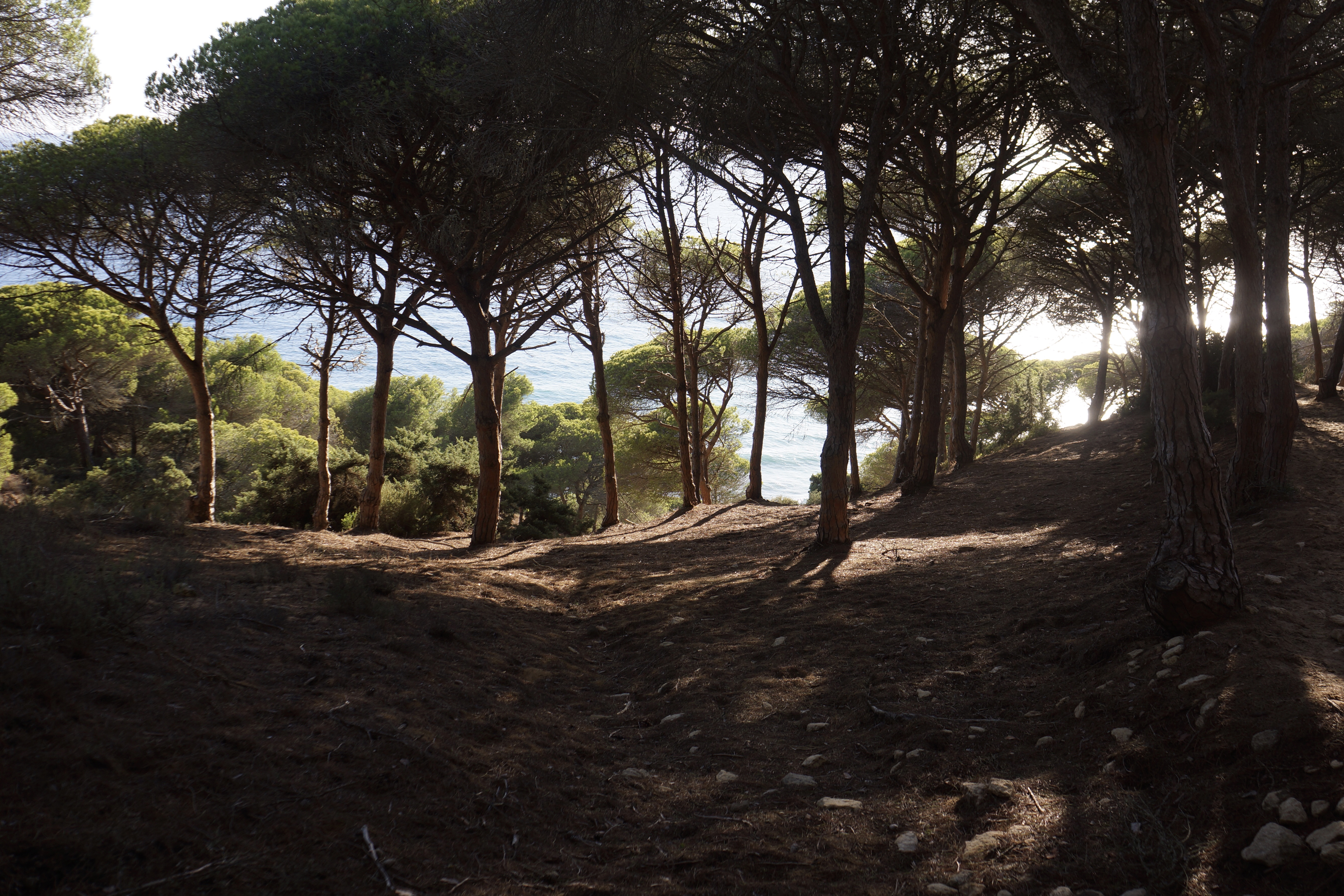 La Breña Woodland / Bosque