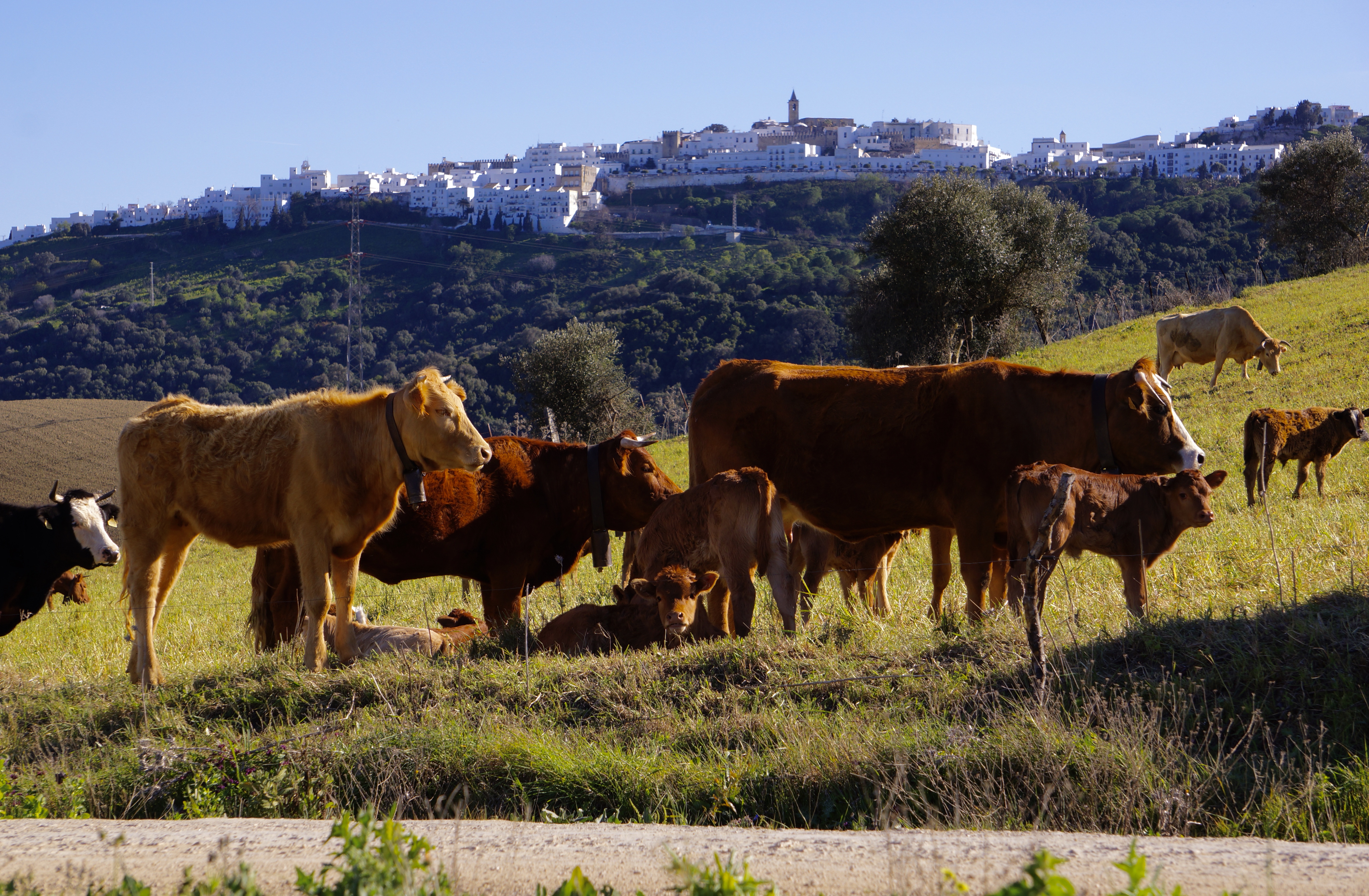Vejer Countryside/ Campo