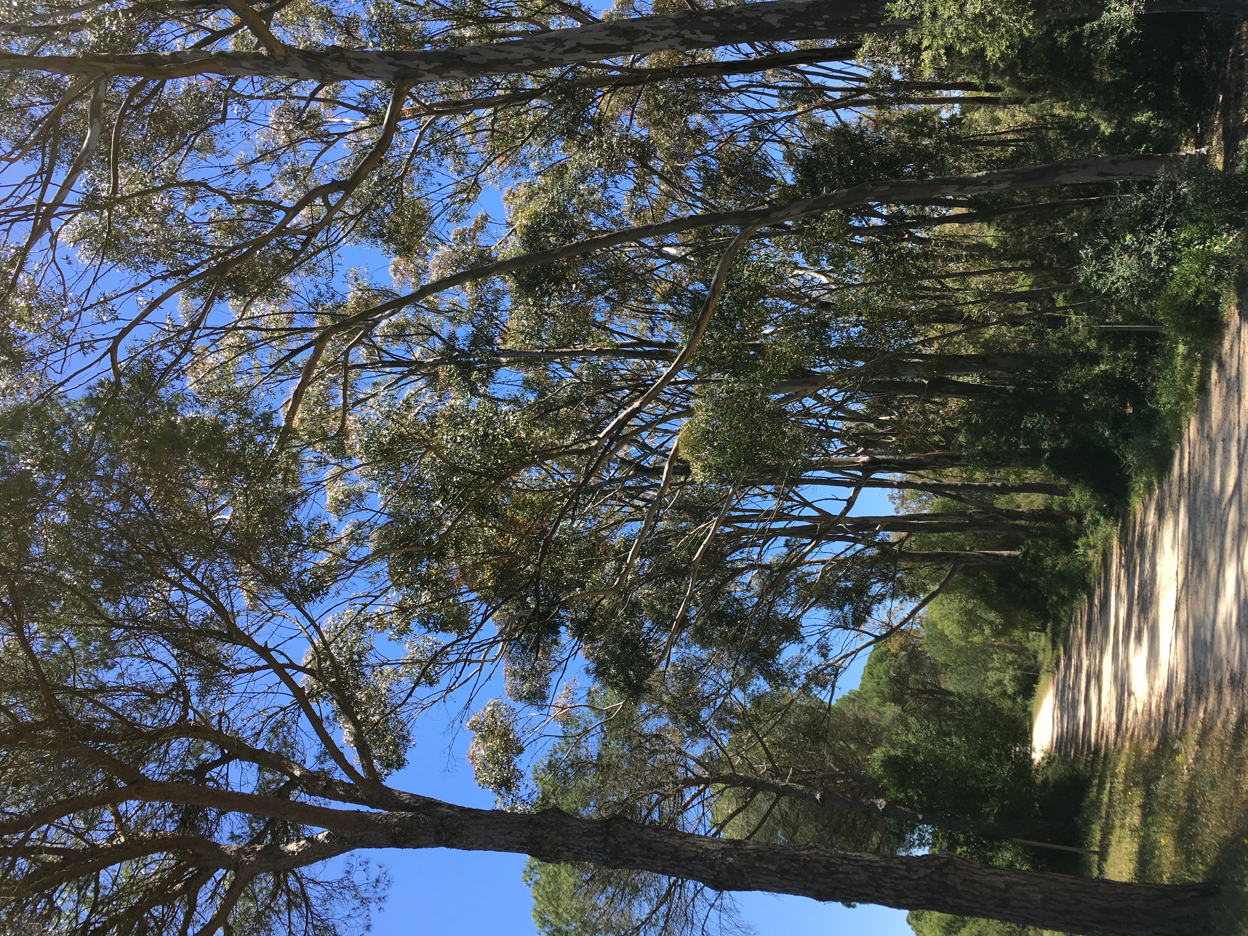 Eucalyptus in La Breña forest