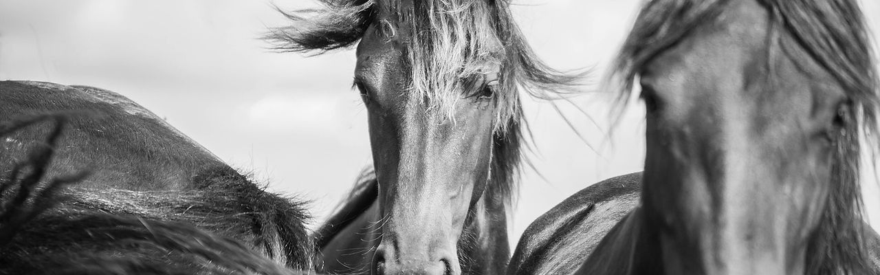 horse-geab91a520_1920.jpg