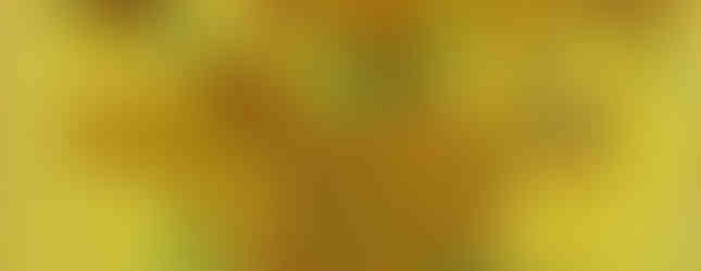 15 Sunflowers, 4th Repetition, Vincent Van Gogh